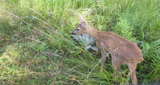 Karaca yavrusunu yakalayıp evine götürdü cezayı yedi...
