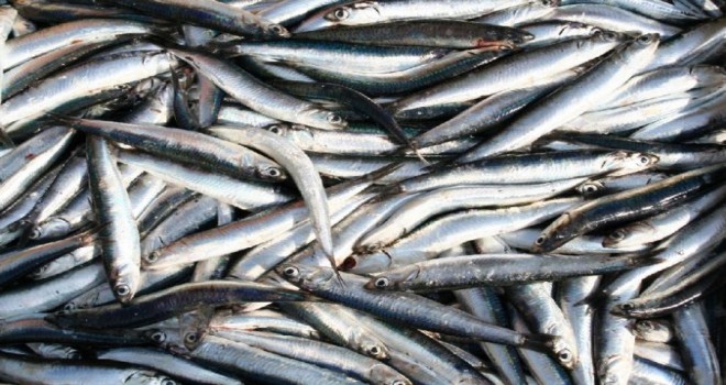 Hamsinin kulağına kar suyu kaçtı