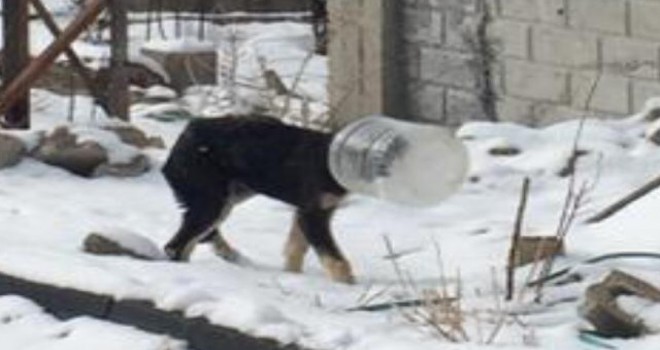 Kafası bidona sıkışan köpeği jandarma kurtardı...