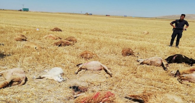 Hayvanlarını otlatmaya götürdü, 42 si birden yere yığıldı...