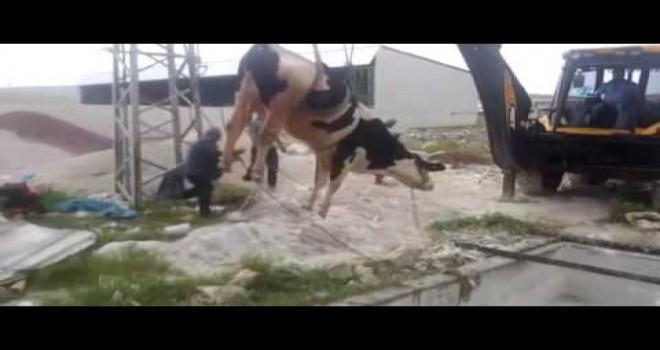 Havuza düşen gebe inek böyle kurtarıldı..