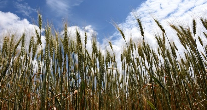 Buğday erken olgunlaştı...