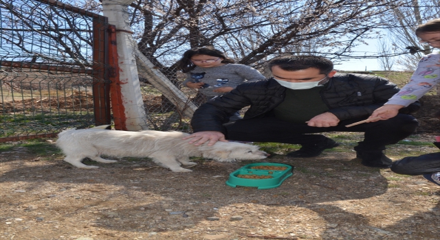 AK Parti Kırıkkale İl Teşkilatı, hafta sonu kısıtlamasında sokak hayvanlarını unutmadı