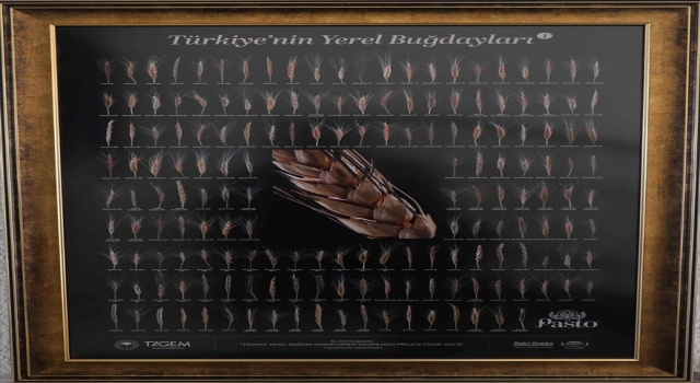 Vali Vahdettin Özkan, ”Türkiye Yerel Buğday Envanterinin Çıkarılması” Projesi hakkında bilgi aldı