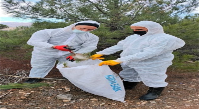 Koyulhisar’da ”çam kese” böceğiyle biyolojik mücadele