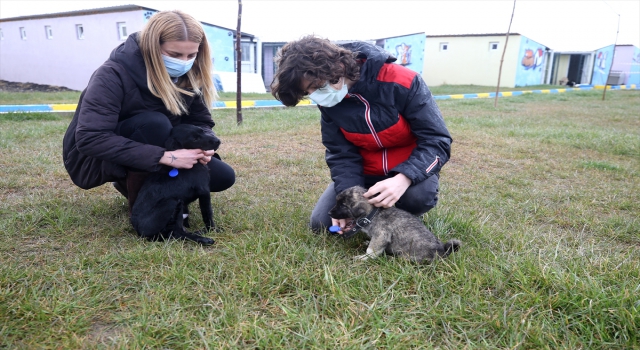 Ortaokul öğrencisi sokak hayvanları için ”mama düzeneği” tasarladı