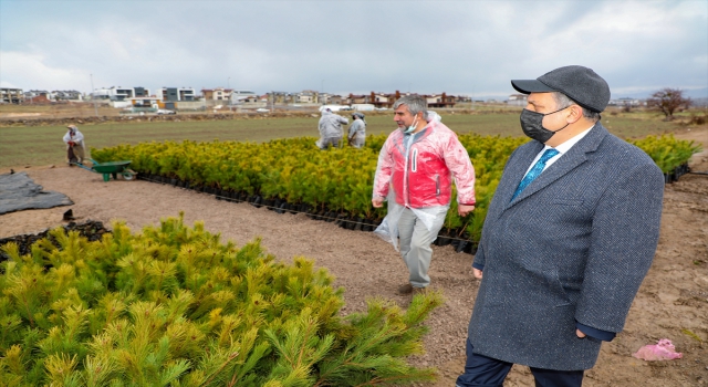 Talas’a 100 bin fidan dikilecek