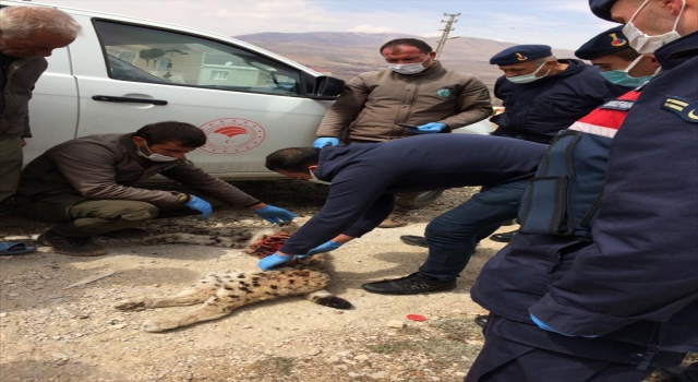 Aladağlar Milli Parkı’nda bir vaşağın ölü bulunmasıyla ilgili soruşturma başlatıldı