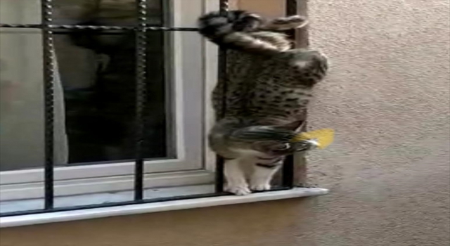 Sivas’ta pencerenin demir korkuluklarına sıkışan kediyi itfaiye kurtardı