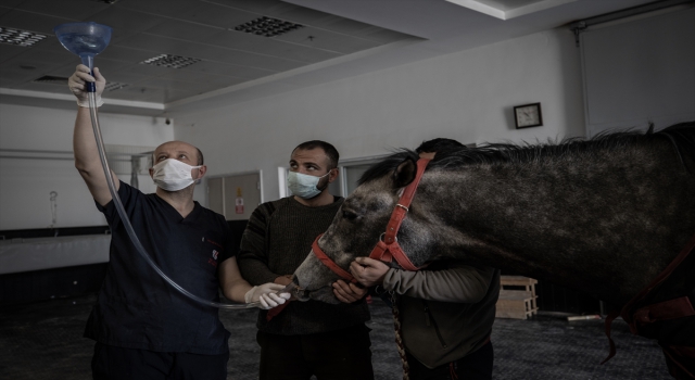 Milyon dolarlık safkan atlar TJK Ankara Hipodrom At Hastanesi’nde özenle tedavi ediliyor
