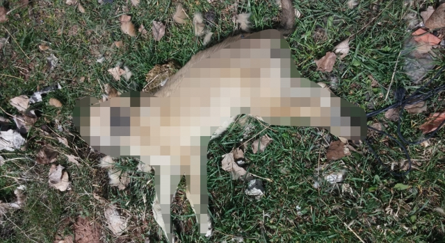 Sivas’ta sokak köpeği arka ayakları bağlı halde ölü bulundu