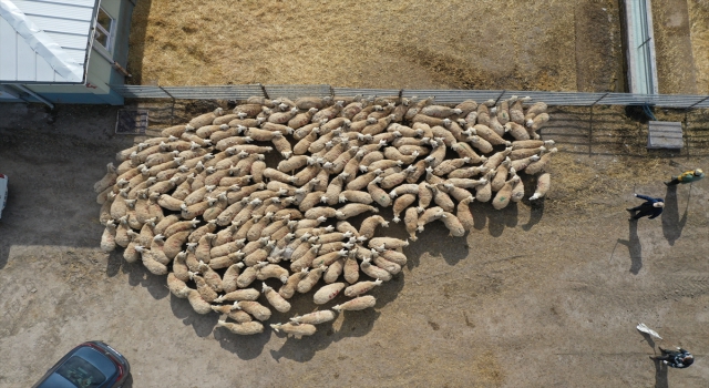 Sivas’ta baharın müjdecisi kuzular anneleriyle buluştu