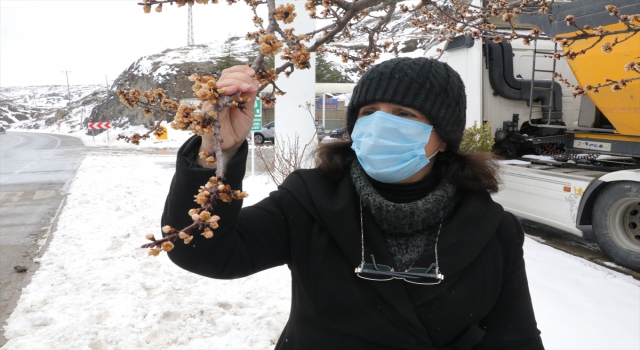 Yozgat’ta soğuk hava çiçeklenen meyve ağaçlarını olumsuz etkiledi