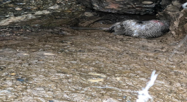 Kayseri’de tipiye yakalanan 70 koyun telef oldu