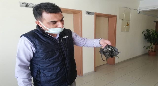 Halkapınar’da girdikleri Hükümet Konağı’nda mahsur kalan kuşları çalışanlar kurtardı