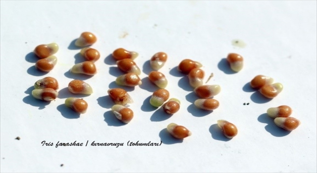 Kayseri’de endemik ”kır navruzu”nun tohumları kayıt altına alındı