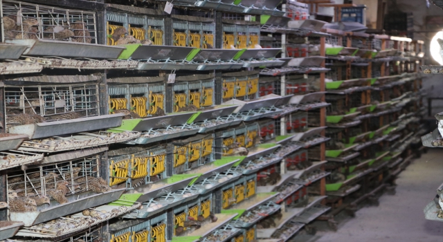 Karaman’da ıslah çalışmalarıyla 2 kat daha fazla et ağırlığına ulaşan bıldırcın türü geliştirildi 