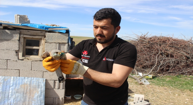 Karapınar’da bulunan yaralı şahin, tedavisinin ardından doğaya salındı