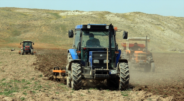 Sivas’ta mor patatesin ekimine başlandı