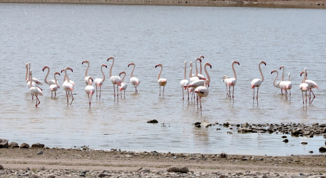 Kuş cenneti Tuz Gölü’nün misafir flamingoları evlerine gelmeye başladı