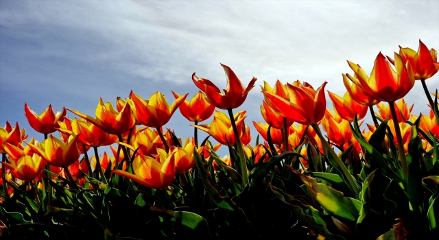 Konya’da ”yerdeki gökkuşağı” olarak nitelendirilen laleler çiçeklendi