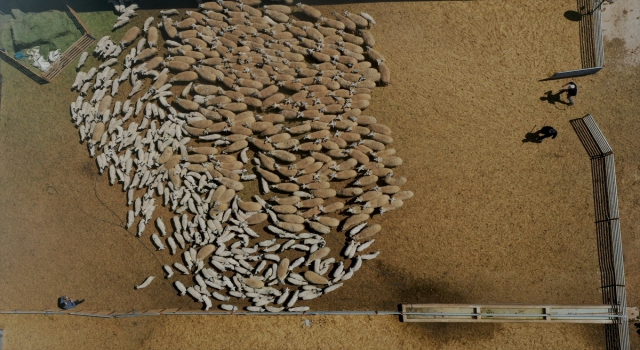 Binlerce kuzunun ”süt koşusu” renkli görüntülere sahne oldu