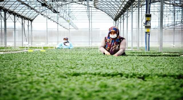 Konya’da sebze üreticisi iklime uygun fideyle pazara ”erken” giriyor