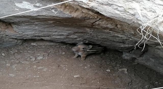 Beyşehir’de tahıl kuyusuna düşen yaban domuzu yavrusu kurtarıldı