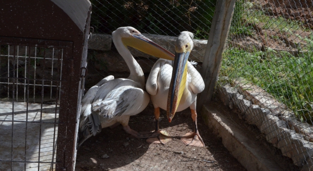 Aksaray’da kanadı kırık ve bitkin bulunan 2 pelikan tedaviye alındı