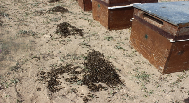 Konya’da bilinçsiz ilaçlama nedeniyle 750 kovandaki binlerce arı telef oldu