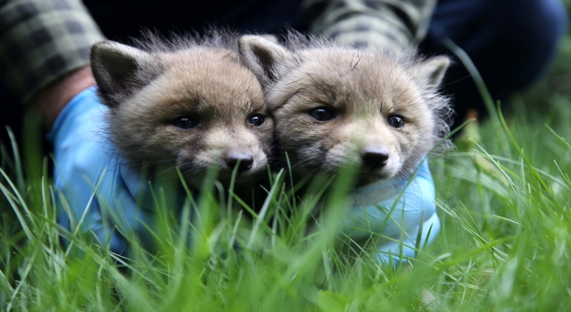 Sivas’ta köylülerin bulduğu 2 kurt yavrusu korumaya alındı