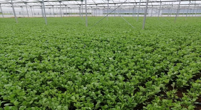 Mihalgazi ilçesinde seralarda yetişen semizotunun hasadına başlandı