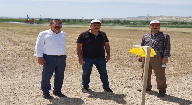 Karapınar’da tarlalarda zararlılara karşı biyoteknik mücadele sürüyor