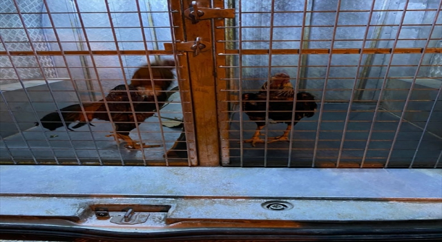 Sivas’ta horoz dövüştürdükleri ve kumar oynadıkları tespit edilen 10 şüpheliye 56 bin 822 lira ceza