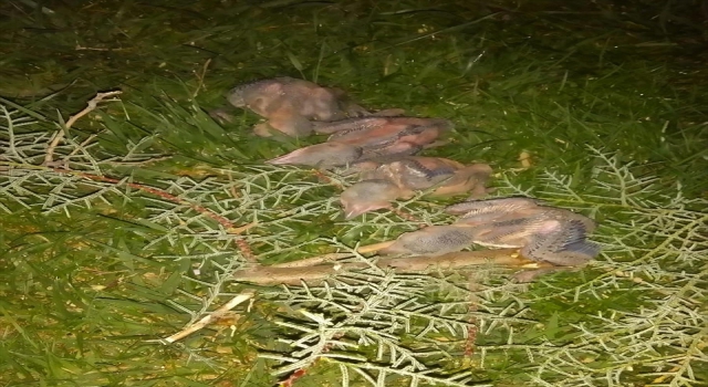 Kayseri’de rüzgarın devirdiği ağaçtan düşen yavru kuşları belediye ekipleri kurtardı