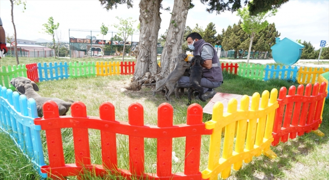 Konya’da 11 köpeğe şiddet uyguladığı belirlenen kadın hakkında yasal işlem başlatıldı