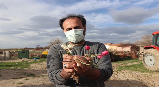 Bilim insanları, Karaman’da bulunan lalenin türünü araştırıyor