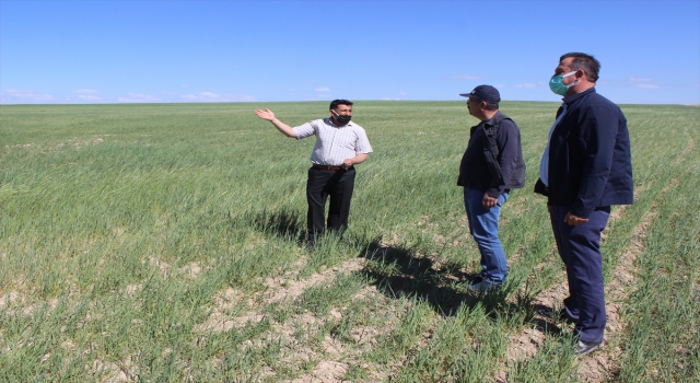 Karapınar’da çiftçiler, beklenen yağış gelmediği için kuruyan tarlalarda koyunlarını otlatıyor
