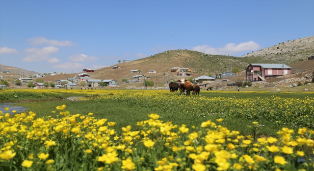 Toros Dağları’ndaki yaylalar, bahar aylarında bir başka güzel