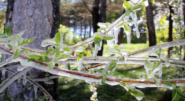 Sivas’ta fıskiyenin ıslattığı ağaç dalları soğuk havada buz tuttu