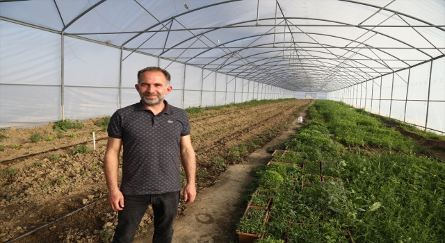 Akyurt’ta bir üretici ata tohumlarıyla sebze fidesi üretimine başladı