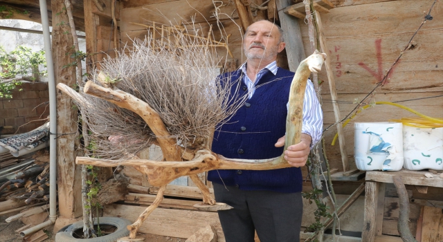 Ağaç kökü ve dallarından yaptığı baston ve figürleri evinde sergiliyor