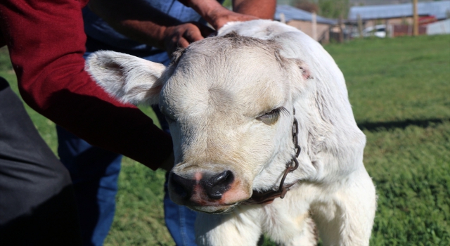 Sivas’ta tek kulaklı doğan buzağı görenleri şaşırtıyor
