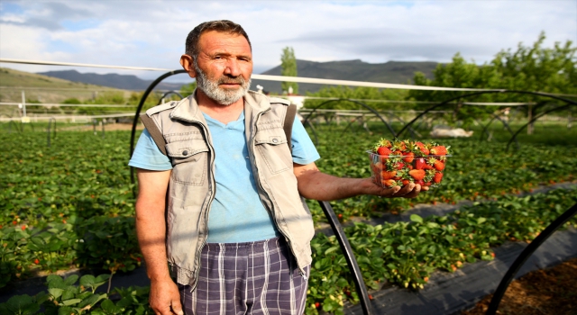 Müteahhitliği bırakıp döndüğü memleketinde çilek üretimine başladı