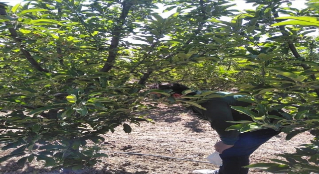 Seydişehir’de bahçelerde bitki hastalık ve zararlarına karşı kontroller yapıyor