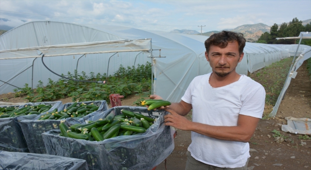 Mihalgazi ilçesinde örtü altında üretilen salatalıklar İstanbul’a gönderiliyor