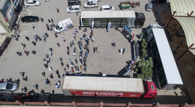 Kahramankazan Belediyesinden çiftçilere fide desteği