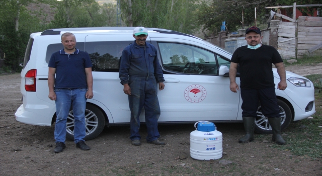 Zara’da simental ve montofon ırkı tohumlama uygulaması başlatıldı