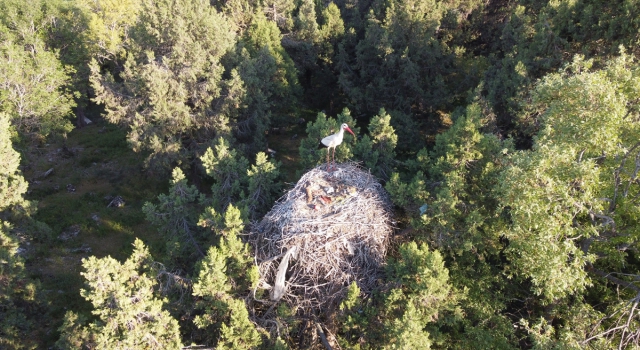 Konya’daki Leylekler Vadisi’nde yavrulama döneminde kısıtlama nedeniyle sessizlik hakim