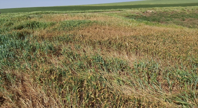 İç Anadolu’da kuraklık hububat üreticilerini endişelendiriyor